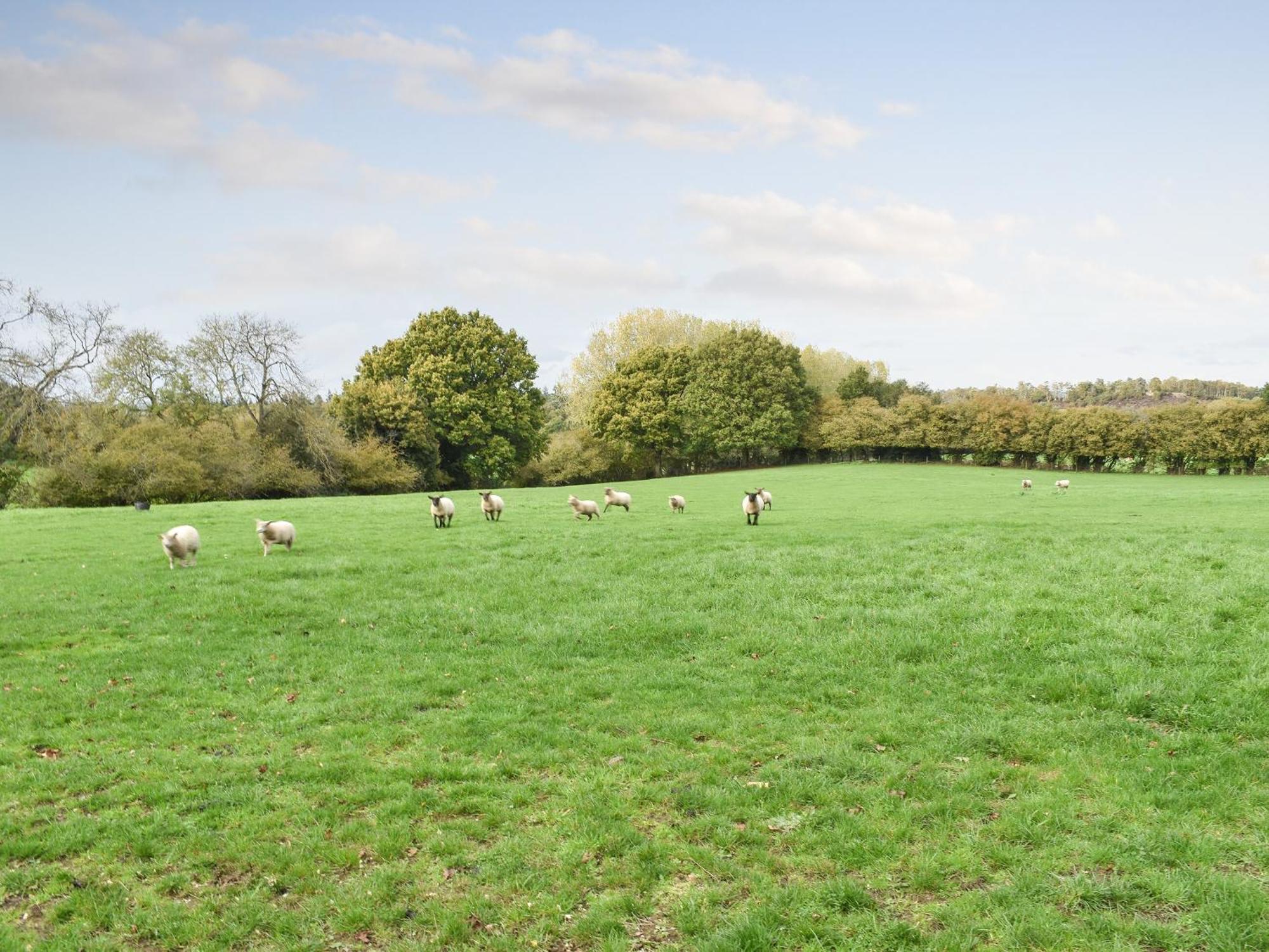 Thursley Farmhouse Garden Shepherds Hut מראה חיצוני תמונה